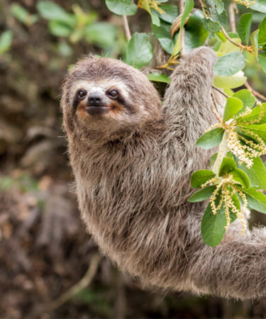 U.S. Zoo Debuts Slothen Bräu, a Beer Brewed by a Sloth