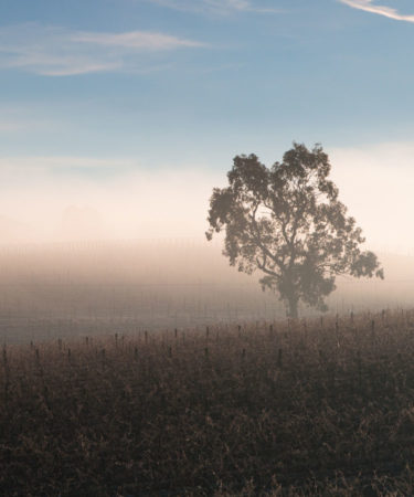 An Introduction to Five of Australia’s Cool-Climate Wine Regions [INFOGRAPHIC]