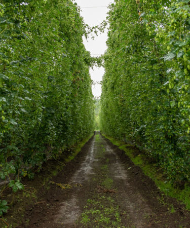 In This Small Agricultural City in Northern Japan, Hops Are the Future
