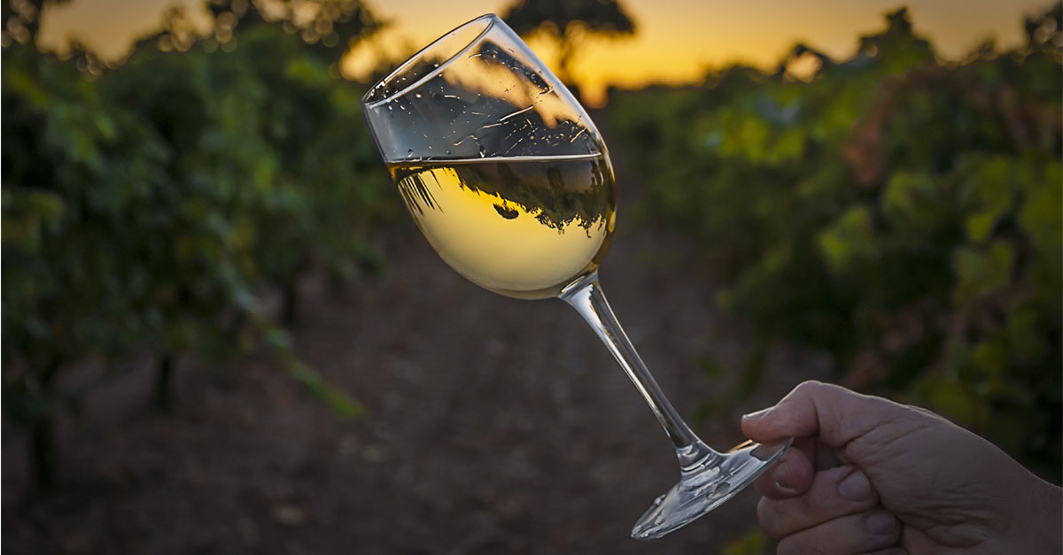 Everything You Need to Know About Pecorino Wine VinePair