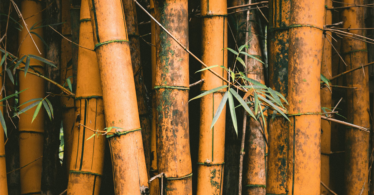 Ask Adam: Is There Such Thing as Barrel Aging in Bamboo?