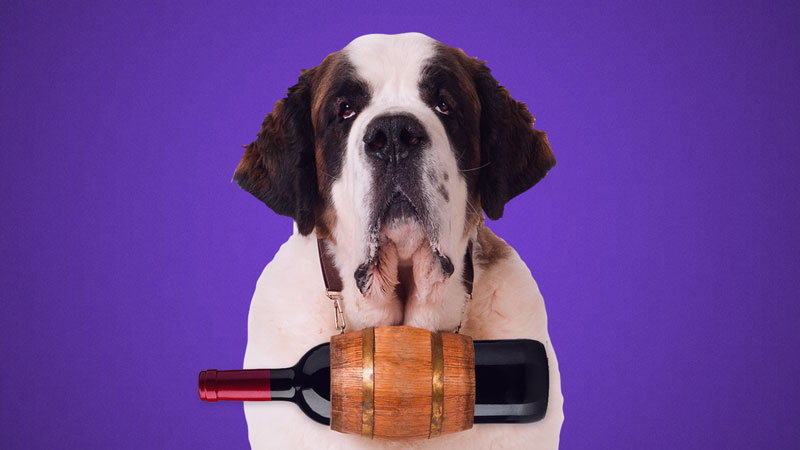 what happens if you give your dog wine