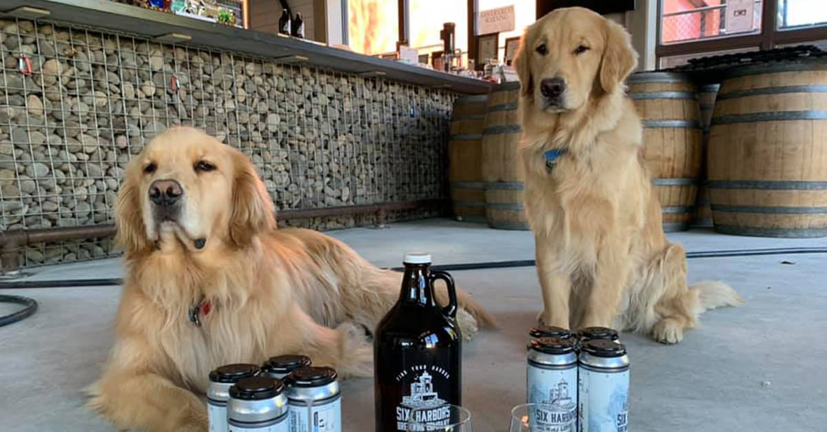 can dogs have a sip of beer