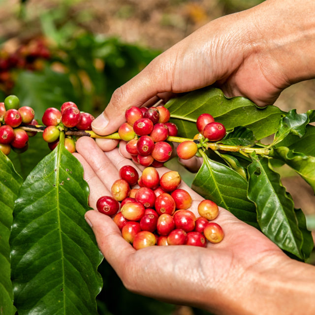 A Beginner’s Guide to Central America’s Acclaimed Coffee Varieties