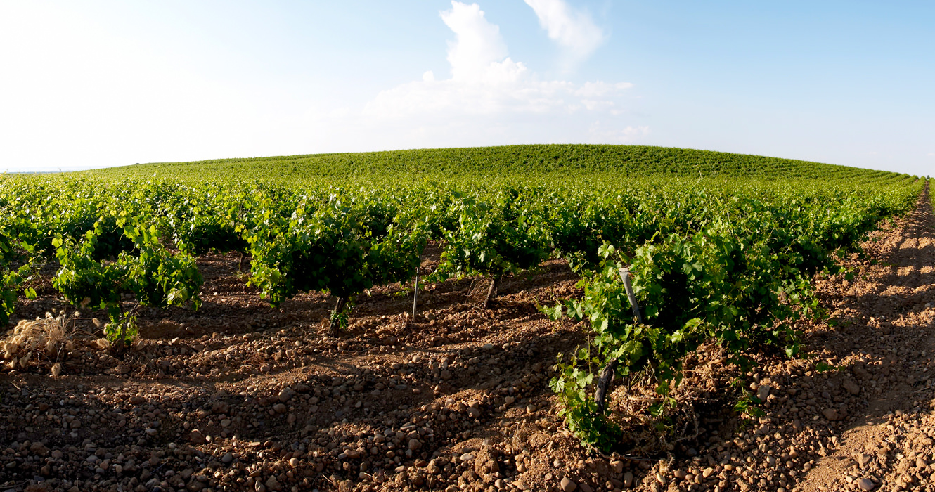 Spain’s #1 White Wine: From “Best Kept Secret” to “Next Big Thing”