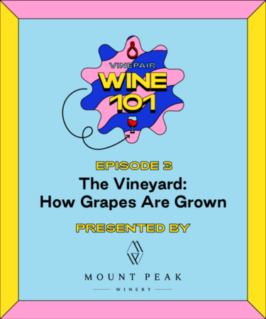 The Vineyard: How Grapes Are Grown