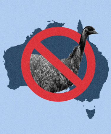 Australian Emus Ostrichsized From Pub for ‘Bad Behavior’
