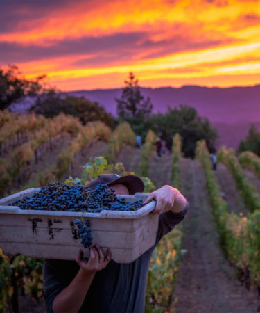 As the Climate Changes, California Winemakers Seek Cooler Sites for Cabernet Sauvignon