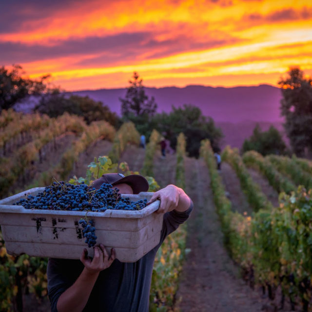 As the Climate Changes, California Winemakers Seek Cooler Sites for Cabernet Sauvignon