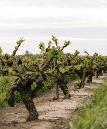 How Old Vines Put California’s Lodi on the World Wine Map [INFOGRAPHIC]