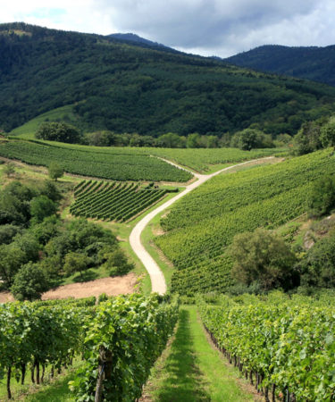Become a French Wine Expert Program