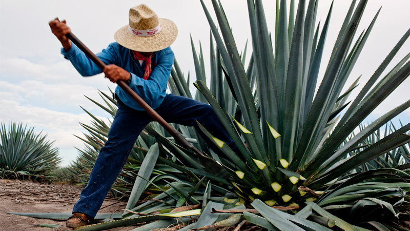 When Don Julio González-Frausto Estrada began his tequila making journey in 1942 he was a passionate and dedicated farmer in the highlands of Jalisco, Mexico.