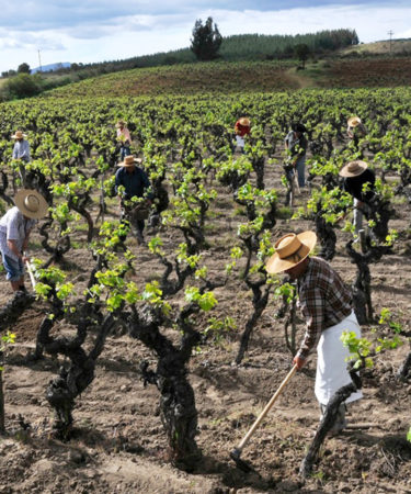 How Chile Became One of the Most Sustainable Winemaking Countries in the World