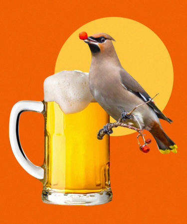 Drunk Birds in Texas Reported in Record Numbers