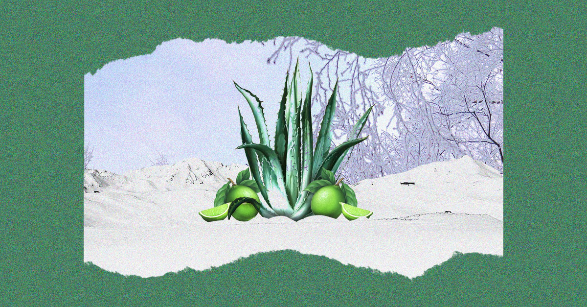 8 of the Best Tequila Cocktails for Winter VinePair