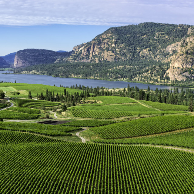 How Anthony von Mandl Is Leading British Columbia’s Organic Wine Movement