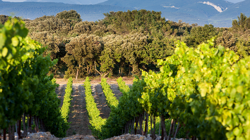 The Côtes du Rhône winemakers have some of the more ambitious goals for eco-friendly viticulture in all of France.