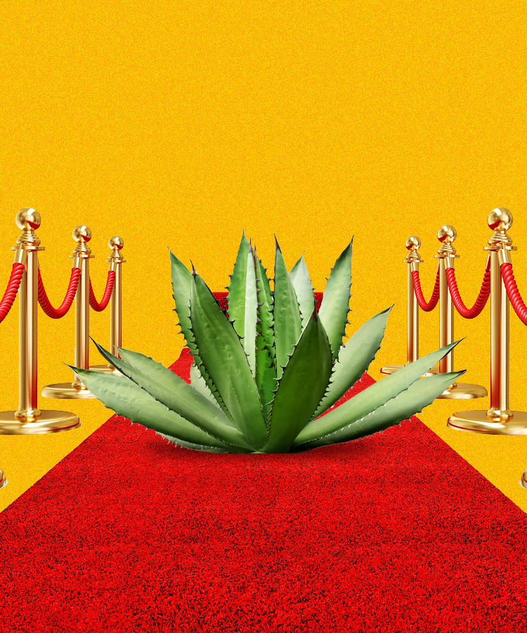The 10 Best Celebrity Tequilas, Tasted and Ranked