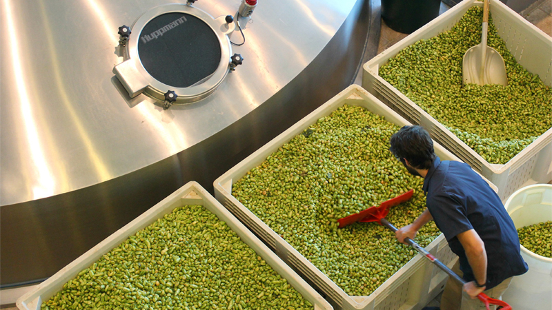 Citra is one of the most popular hops in the world, and has helped to drive the IPA craze.