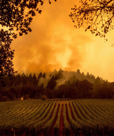 How California Wineries Are Preparing for the 2021 Wildfire Season