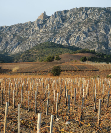 Get to Know Your Palate with This Wines of Roussillon Quiz
