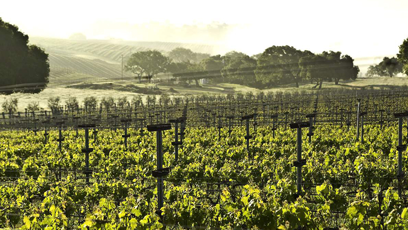 Santa Barbara is one of wine pros' top drinks destinations.