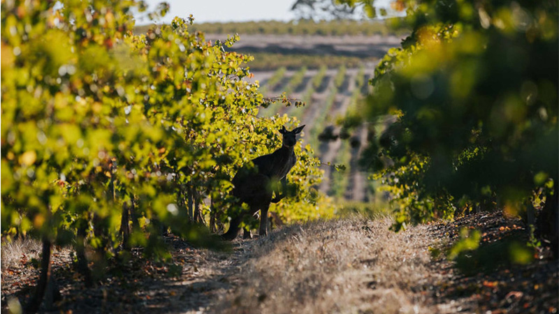 Wakefield Wines is one of the wineries that gives back