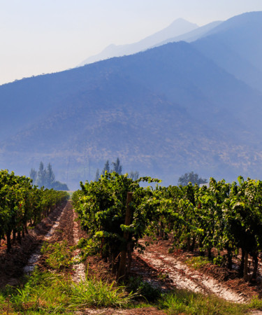 The Women Winemakers Leading Chile’s Sustainability Efforts