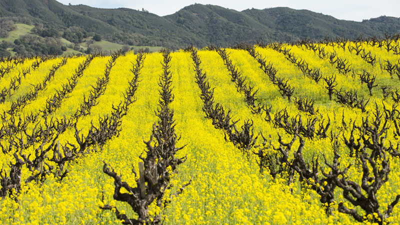 Five winemakers explain how cover crops are chosen, which factors are considered, and what their uses are.