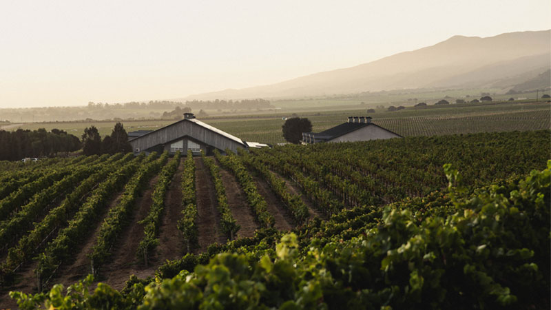 Sleepy Hollow Vineyards, Talbott’s crown-jewel vineyard, offers near-perfect conditions for growing cool-climate Chardonnay and Pinot Noir.