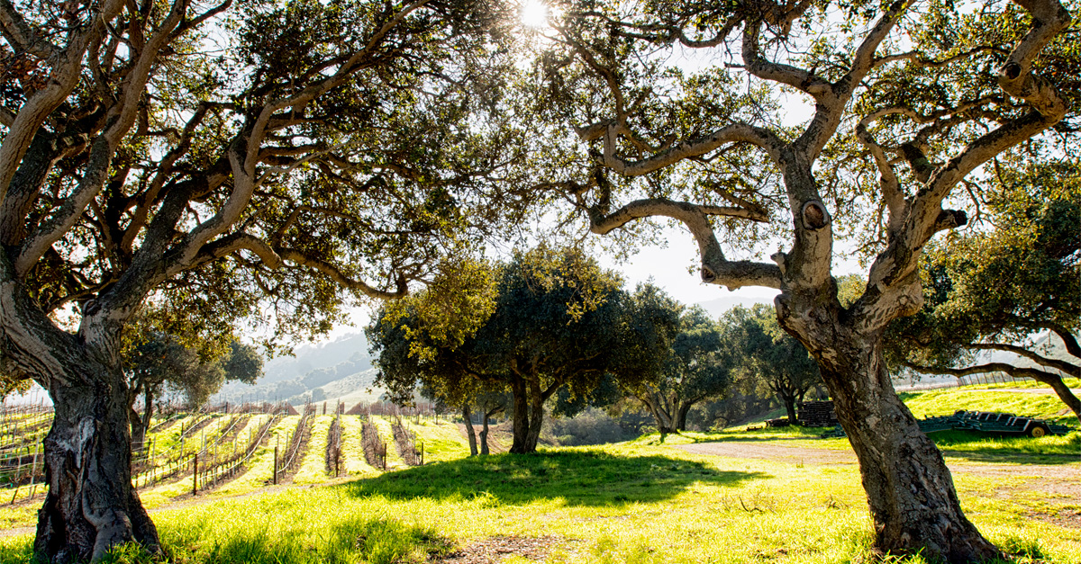 The Ultimate Winery Guide Every Place to Visit in Napa Sonoma and