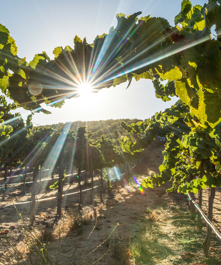 Paso Robles Wine Country Is Having Its Moment in the Sun