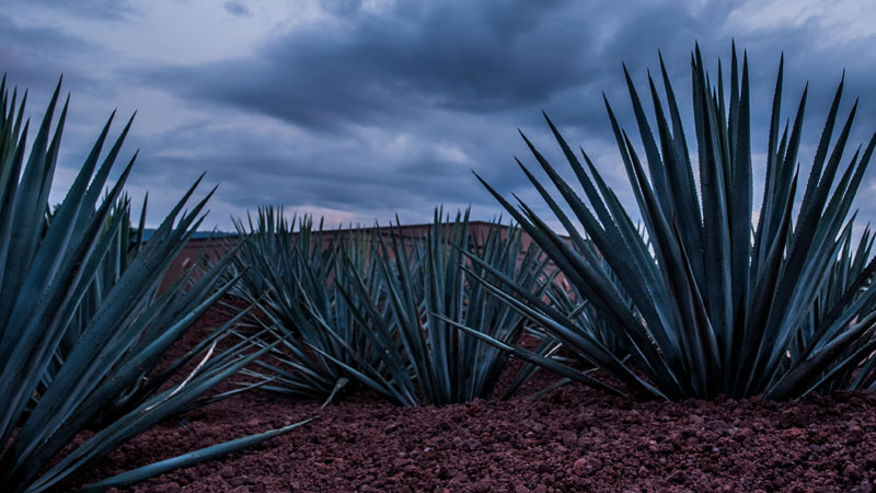 En los últimos años se ha hablado de la escasez de agave en México, lo que ha alarmado tanto a los productores como a los bebedores de tequila.