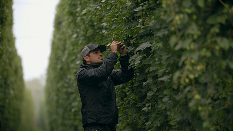 Toast Under The Trellises At These Breweries That Grow Their Own Hops Isaiah Rippin
