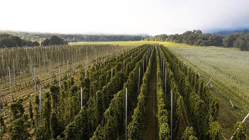 In Massachusetts, Four Star Farms has 17 acres which include nine different varieties of traditional and experimental hops.