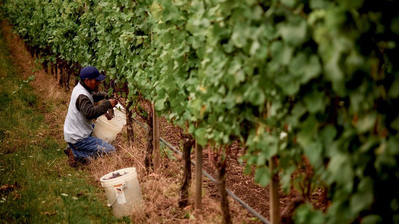 Ponzi Vineyards is breaking from the Pinot Noir pack