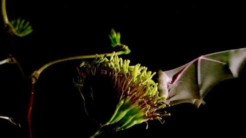 Activistas ayudan a hacer mezcal y tequila aptos para murciélagos