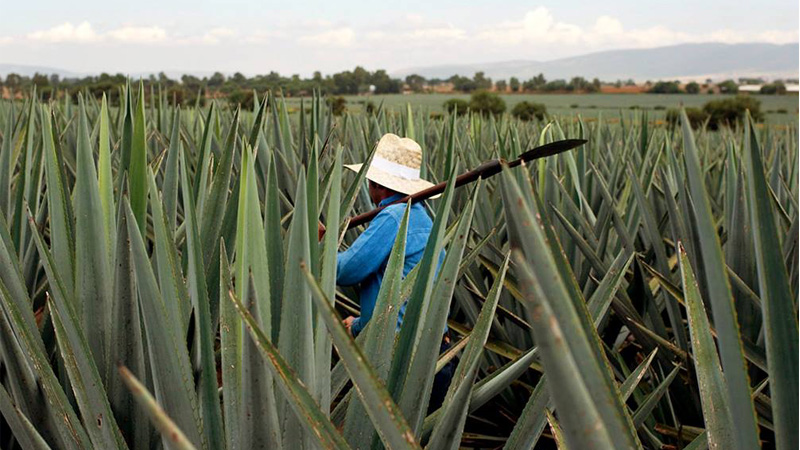Tequila’s home state of Jalisco has a temperate climate that is ideal for growing the blue Weber agave plants that are used exclusively to make tequila.