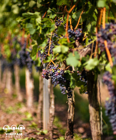 VinePair Podcast: Are Hybrid Vines the Future of Wine?