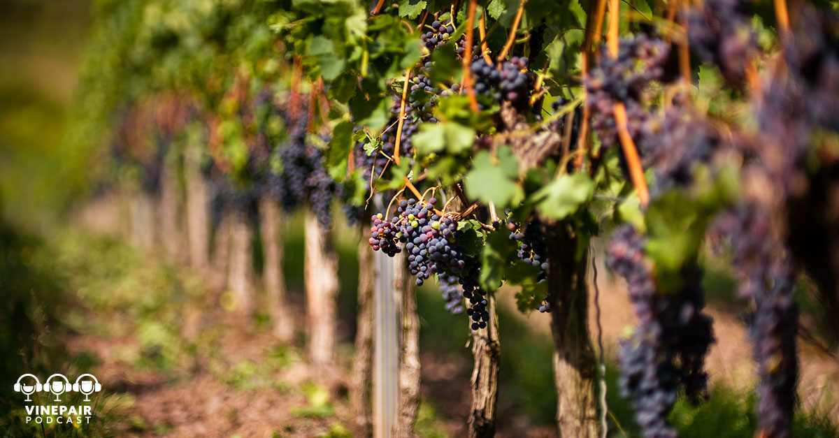 VinePair Podcast Are Hybrid Vines the Future of Wine VinePair