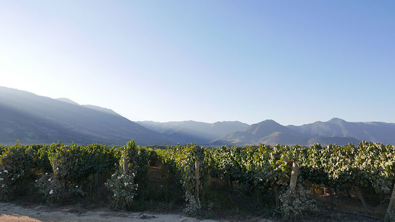 Highs & Lows: Sustainability in the Colchagua Valley