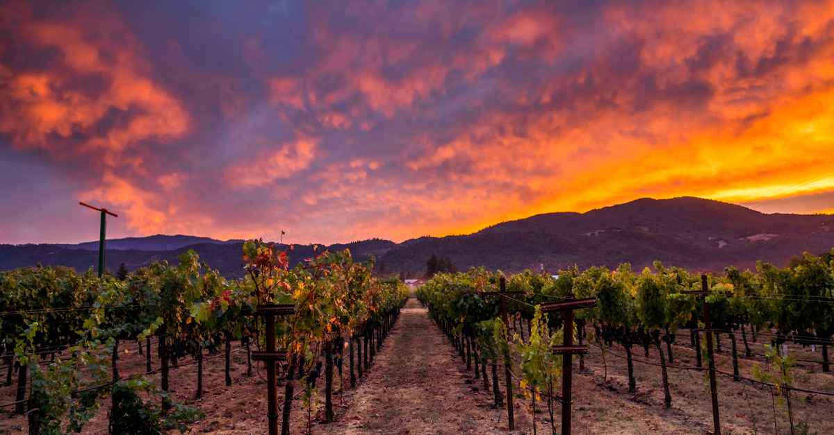 Tradition Meets Innovation at Sequoia Grove Winery VinePair