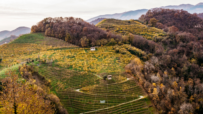 Conegliano di Valdobbiadene stands apart due to its altitude, terroir, and winemaking styles.