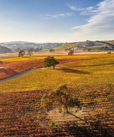 Why Paso Robles Is Cabernet Country
