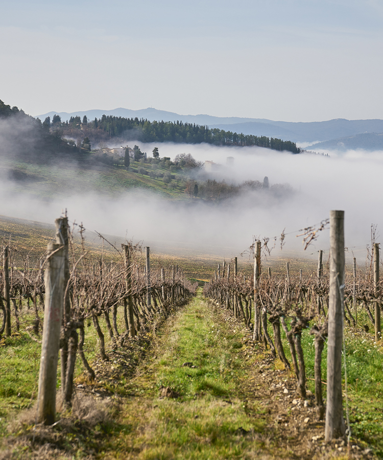 All About Chianti: The Lifestyle, the Region, and the Wine