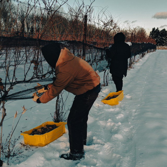 In Wintry New England, When Life Gives You Frozen Fruit — You Make Ice Wine