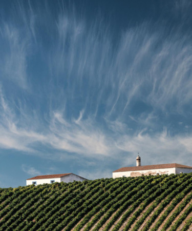 Exploring the Abundance of Alentejo Vineyards and Wines