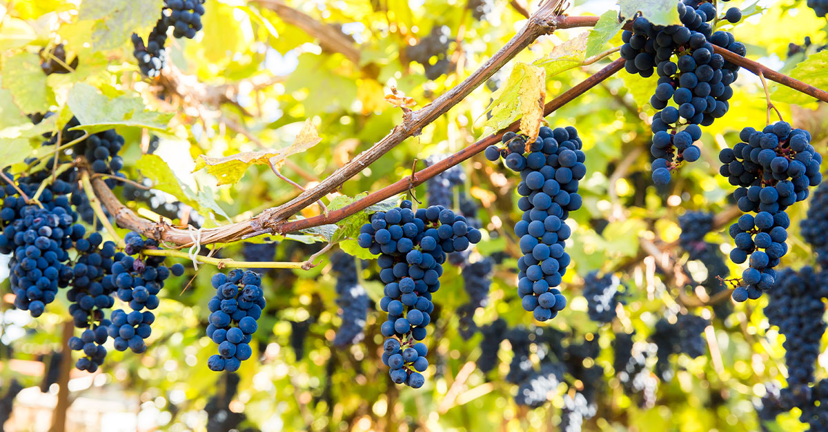 Cru Beaujolais - 由该地区北部十个 Crus 之一制成的佳美葡萄酒 - 现在已确立为可取的。 下一个博若莱是什么？