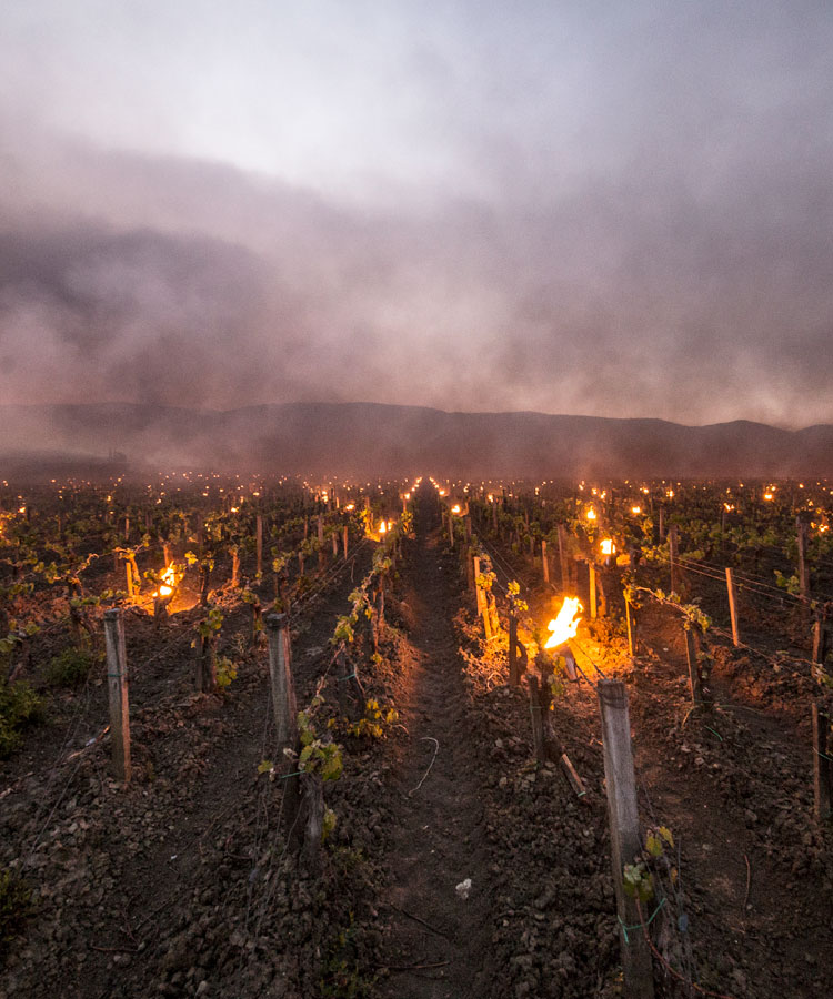 Italian Winemakers Are Finding Creative Ways to Battle Climate Change Amid Worrying Reports