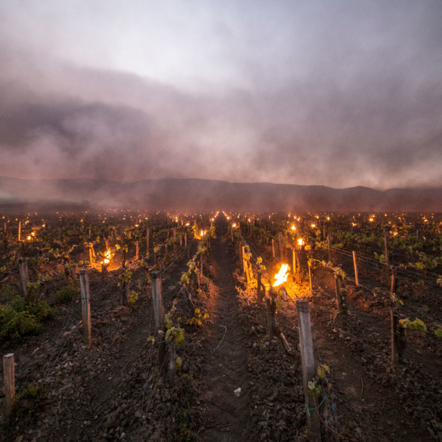 Italian Winemakers Are Finding Creative Ways to Battle Climate Change Amid Worrying Reports